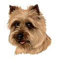 Carin Terrier Dog Breed Products