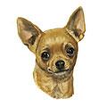 Chihuahua Dog Breed Products