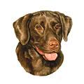 Chocolate Labrador Dog Breed Products