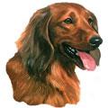 Dachshund - Protracted Haired Breed Products