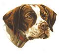 English Pointer Dog Breed Products