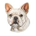 French Bulldog Do gBreed Products