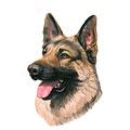 German Shepherd Dog Breed Products