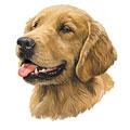 Golden Retriever Dog Breed Products