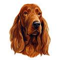 Irish Setter Dog Breed Products