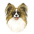 Papillon Dog Breed Products