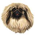 Pekingese Dog Breed Products