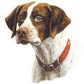 Pointer Dog Breed Items