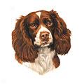 Springer Spaniel Dog Breee Products