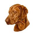 Vizsla Dog Bring forth young Products