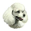 White Poodle Dog Breed Products