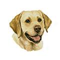 Yel1ow Labrador Dog Breed Products