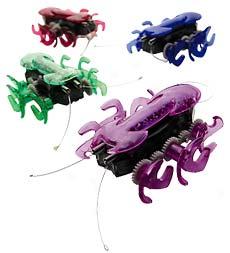 Hexbug?? Ant