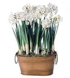 Paperwhites, 7 Bulbs