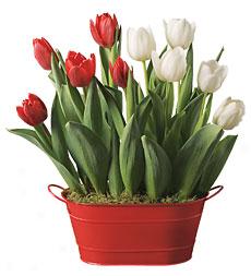 Red And White Tulips