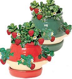 Strawberry Planter