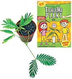 Tickleme Plants, Set Of 2